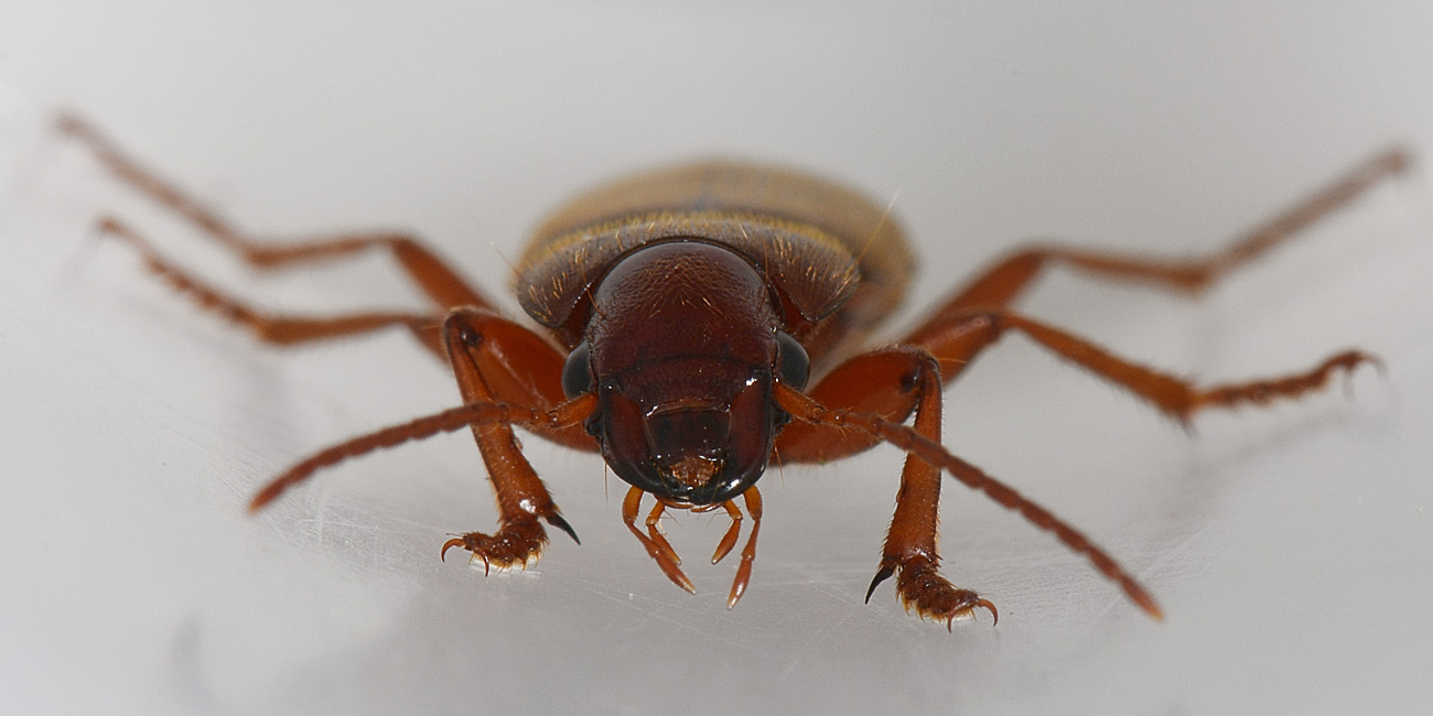 Scybalicus oblongiusculus (Carabidae)